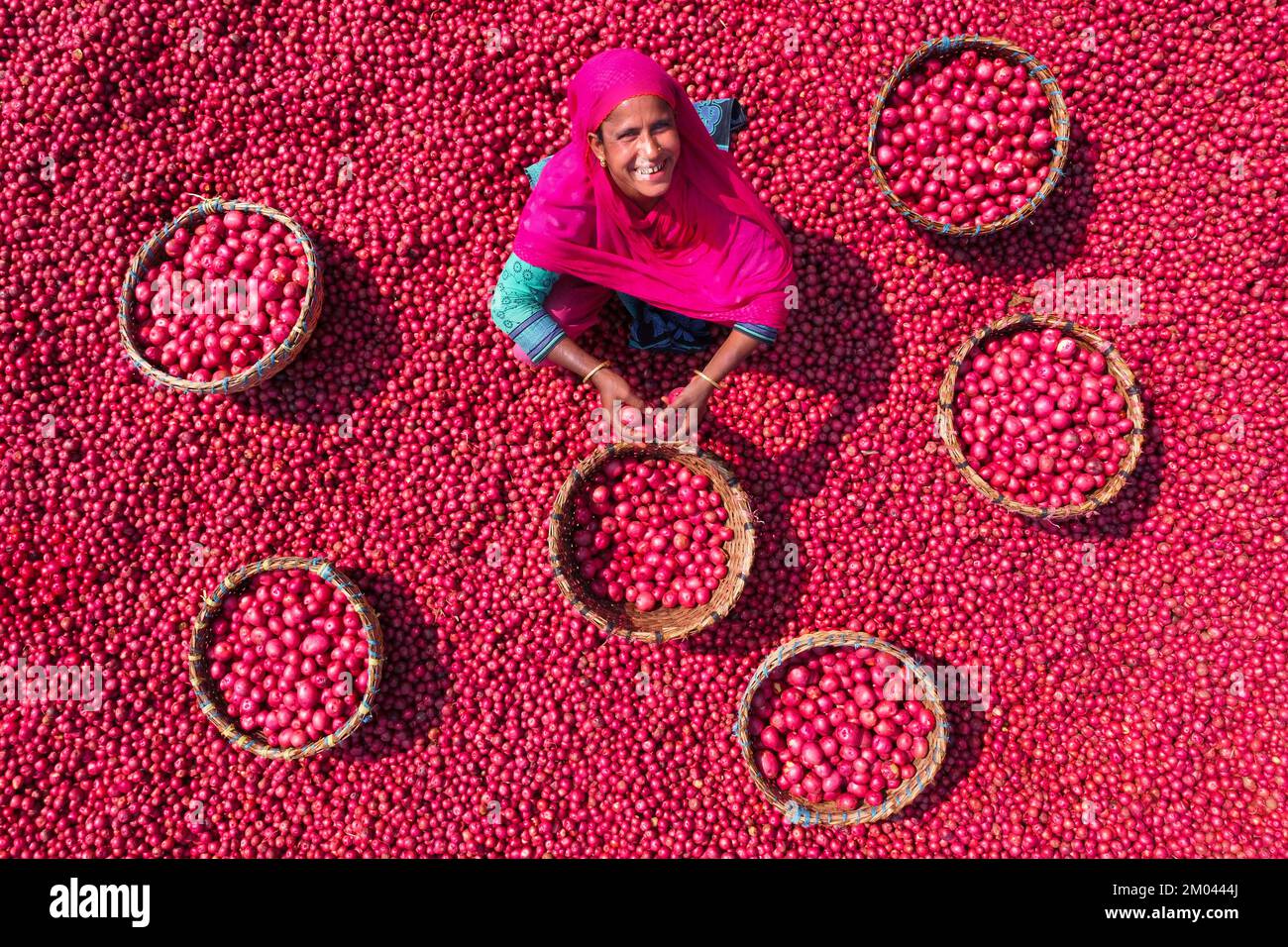 Les travailleurs font descendre des tonnes de pommes de terre rouges avant des emballer dans des paniers sur un marché de légumes. Des milliers de pommes de terre rouge vif sont lavées, triées et cueillies prêtes à être vendues dans tout le Bangladesh. Banque D'Images