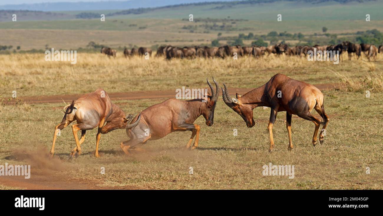 Bataille de trois taureaux de Topi lechwe, réserve de gibier de Maasai Mara, Kenya, Afrique Banque D'Images