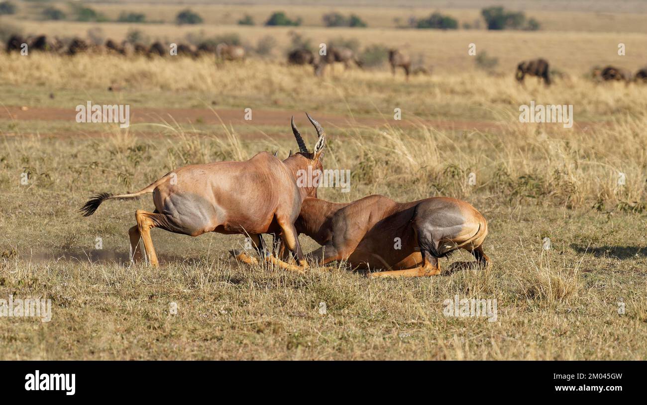 Lutte entre deux taureaux antilope de Topi lei, Réserve de gibier de Maasai Mara, Kenya, Afrique Banque D'Images