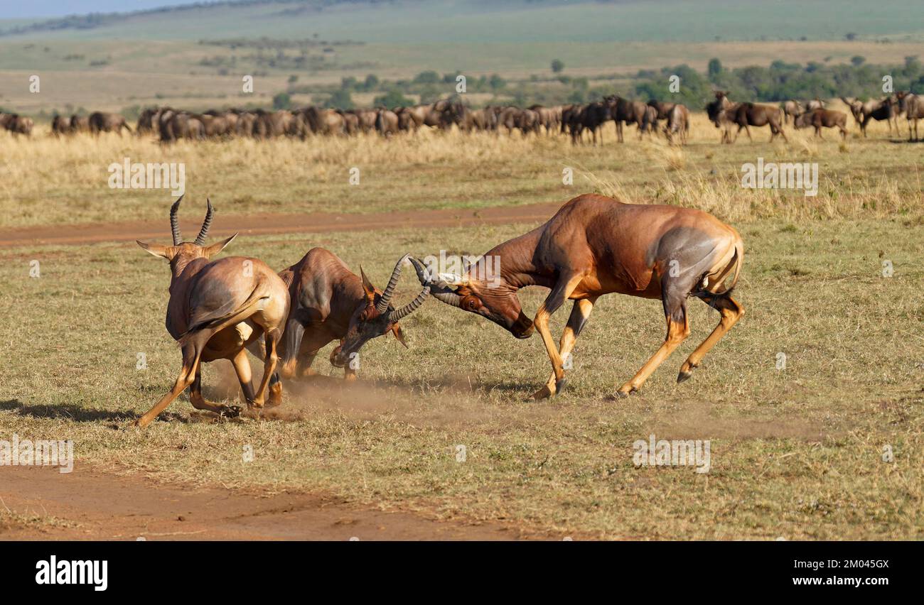 Bataille de trois taureaux de Topi lechwe, réserve de gibier de Maasai Mara, Kenya, Afrique Banque D'Images