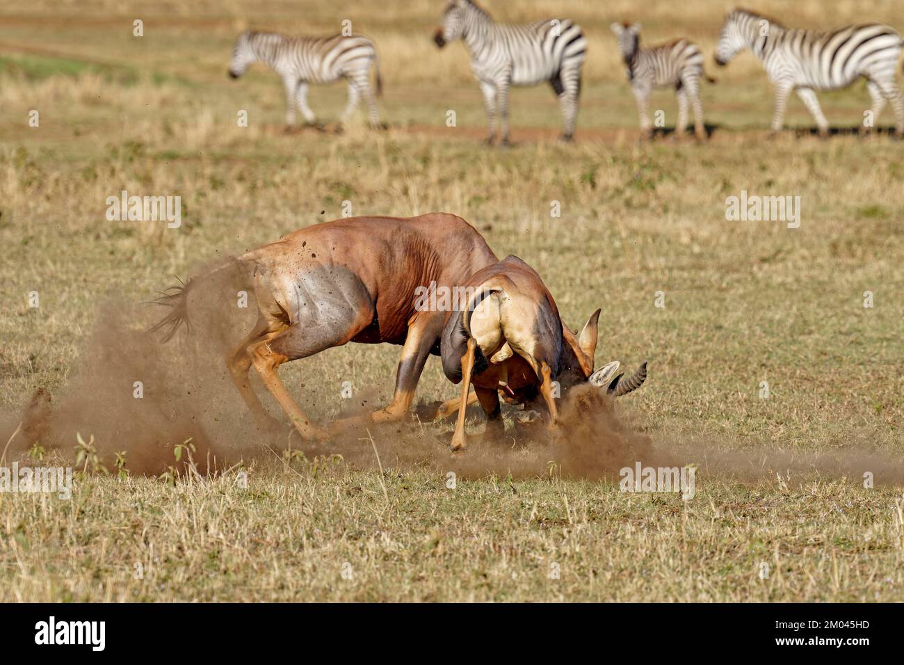 Lutte entre deux taureaux antilope de Topi lei, Réserve de gibier de Maasai Mara, Kenya, Afrique Banque D'Images