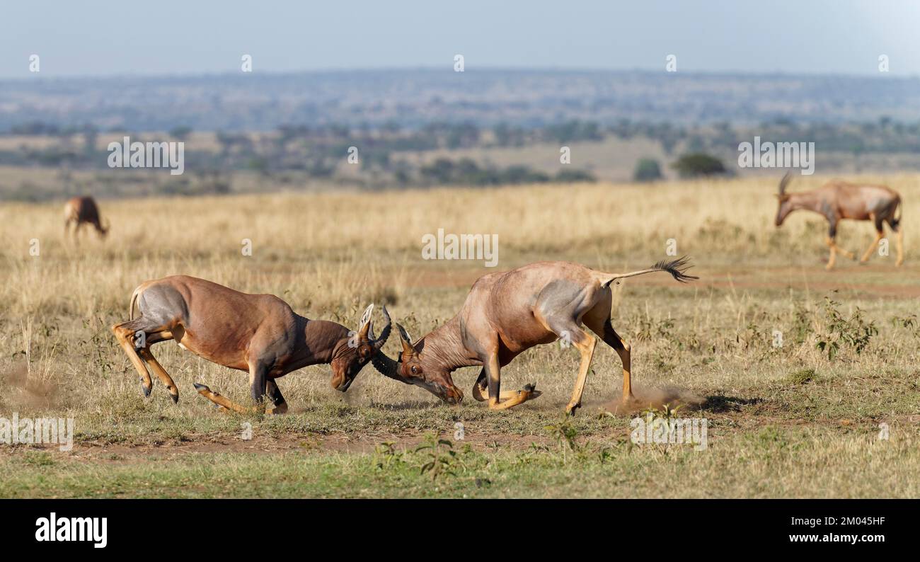 Lutte entre deux taureaux antilope de Topi lei, Réserve de gibier de Maasai Mara, Kenya, Afrique Banque D'Images