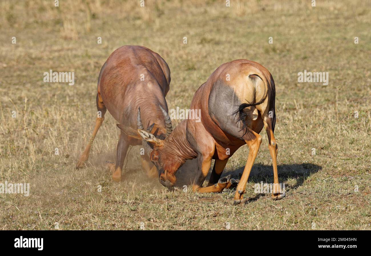 Lutte entre deux taureaux antilope de Topi lei, Réserve de gibier de Maasai Mara, Kenya, Afrique Banque D'Images