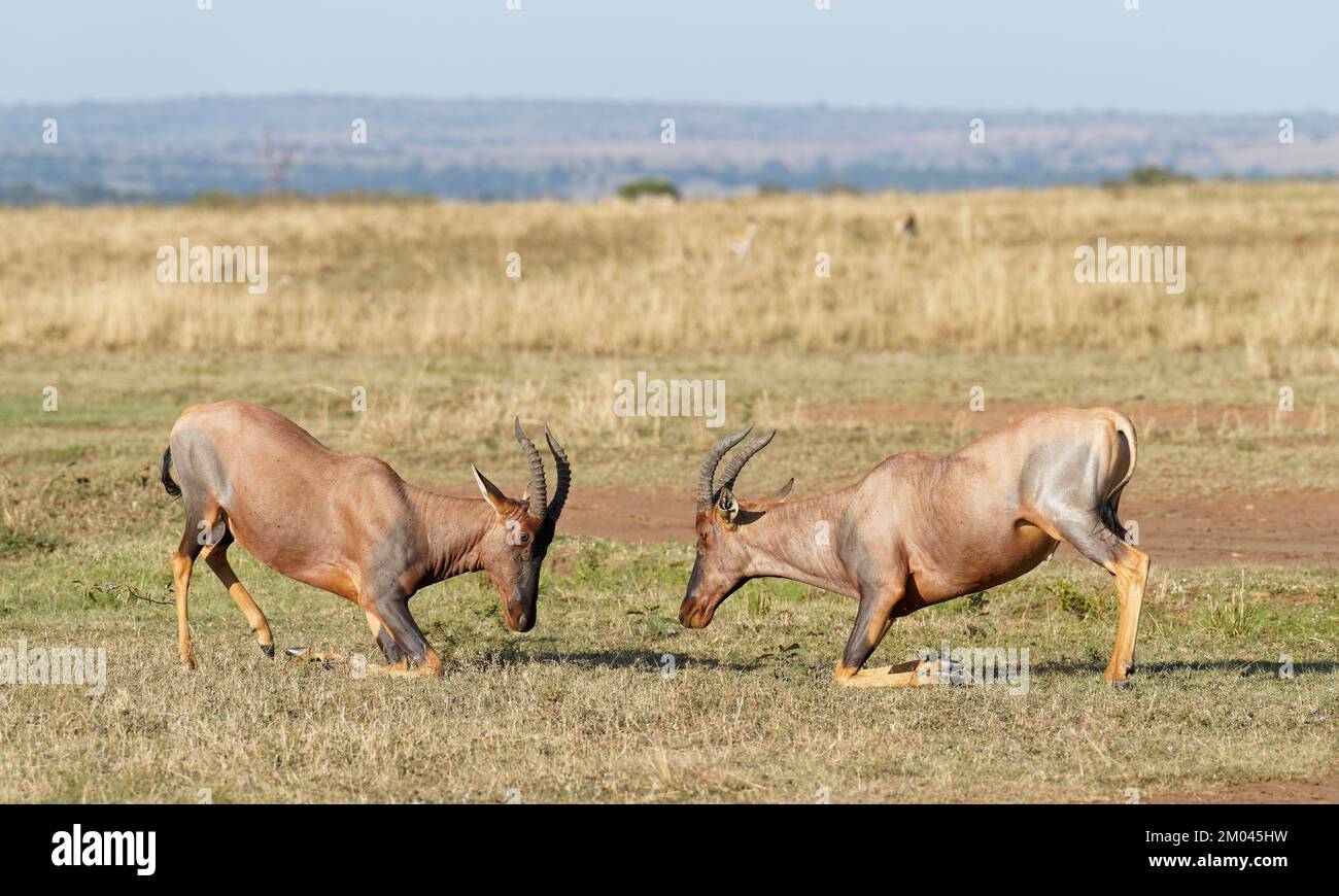 Lutte entre deux taureaux antilope de Topi lei, Réserve de gibier de Maasai Mara, Kenya, Afrique Banque D'Images