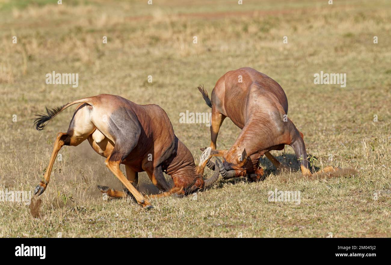 Lutte entre deux taureaux antilope de Topi lei, Réserve de gibier de Maasai Mara, Kenya, Afrique Banque D'Images
