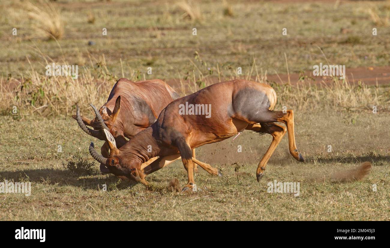 Lutte entre deux taureaux antilope de Topi lei, Réserve de gibier de Maasai Mara, Kenya, Afrique Banque D'Images