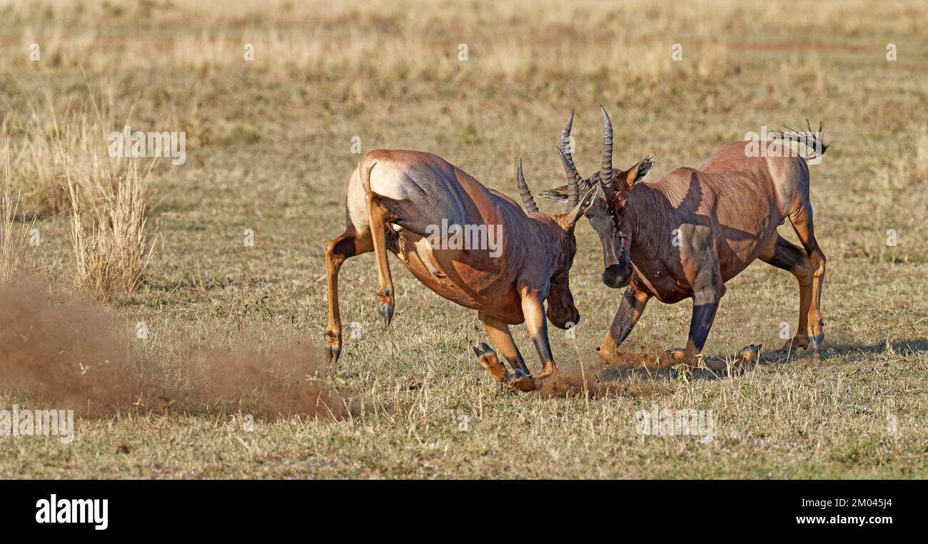 Lutte entre deux taureaux antilope de Topi lei, Réserve de gibier de Maasai Mara, Kenya, Afrique Banque D'Images