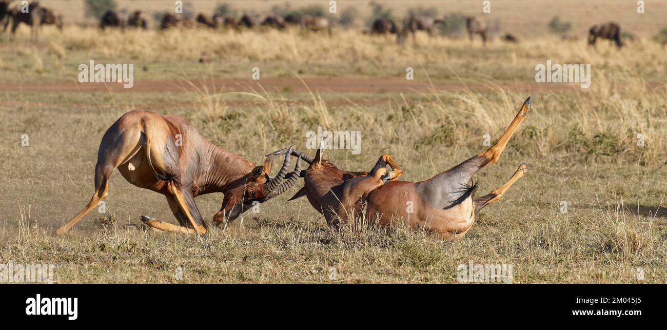 Lutte entre deux taureaux antilope de Topi lei, Réserve de gibier de Maasai Mara, Kenya, Afrique Banque D'Images