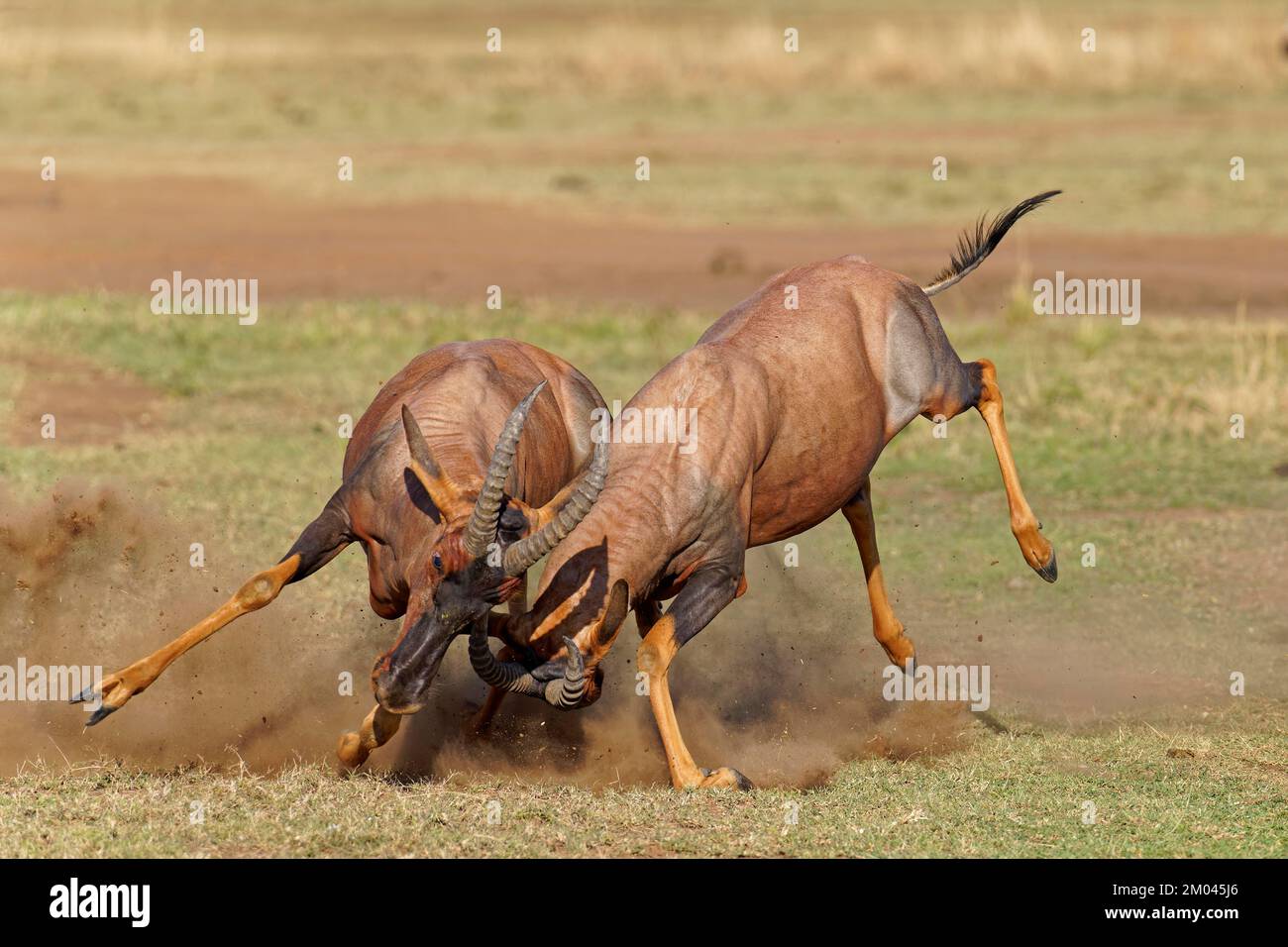 Lutte entre deux taureaux antilope de Topi lei, Réserve de gibier de Maasai Mara, Kenya, Afrique Banque D'Images
