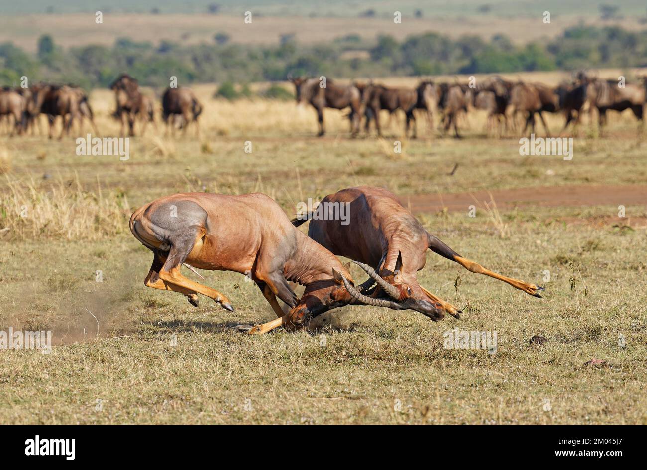 Lutte entre deux taureaux antilope de Topi lei, Réserve de gibier de Maasai Mara, Kenya, Afrique Banque D'Images