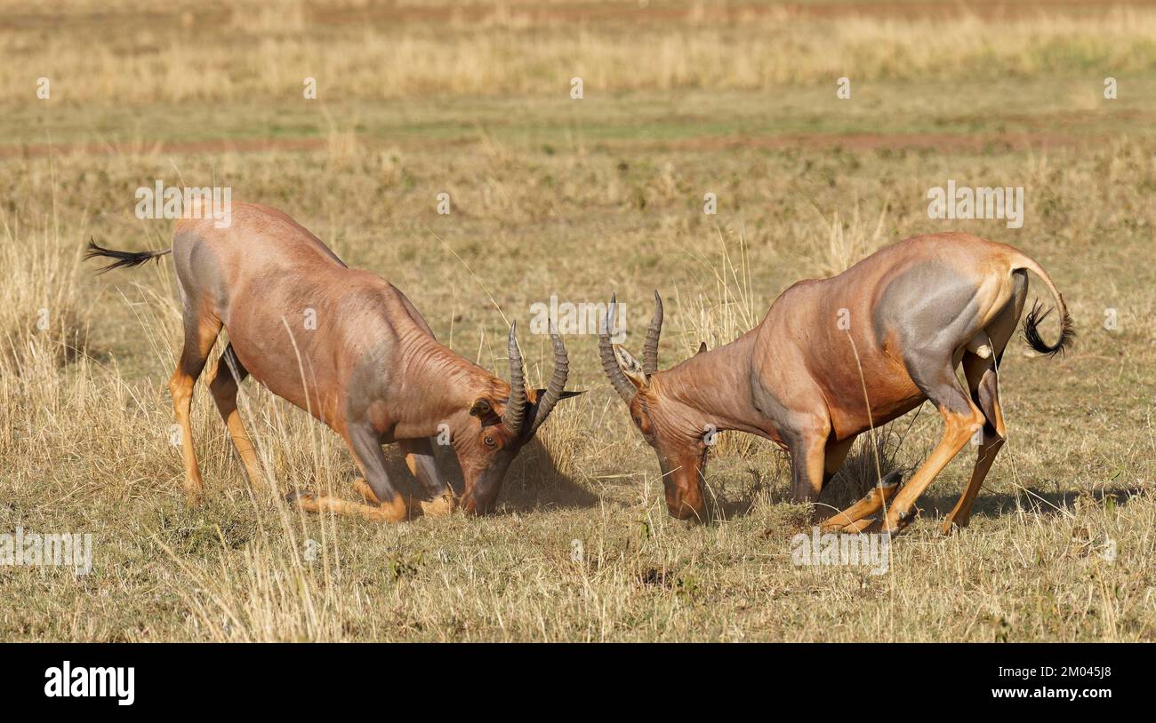 Lutte entre deux taureaux antilope de Topi lei, Réserve de gibier de Maasai Mara, Kenya, Afrique Banque D'Images