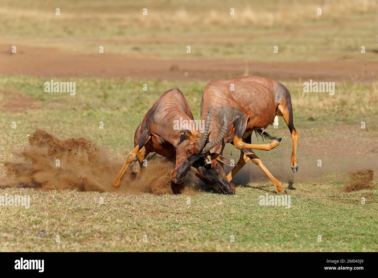 Lutte entre deux taureaux antilope de Topi lei, Réserve de gibier de Maasai Mara, Kenya, Afrique Banque D'Images