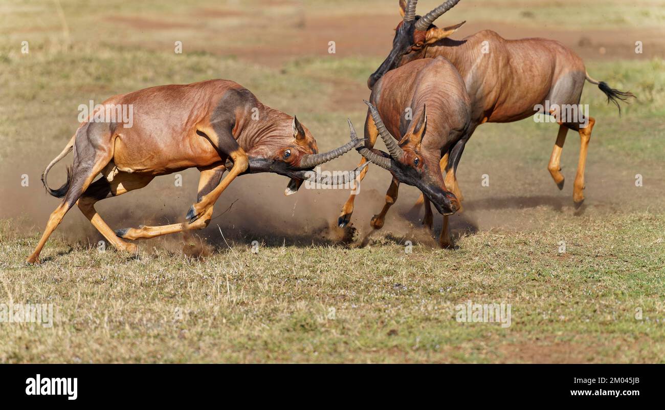 Bataille de trois taureaux antilopes de Topi lei, Réserve de gibier de Maasai Mara, Kenya, Afrique Banque D'Images