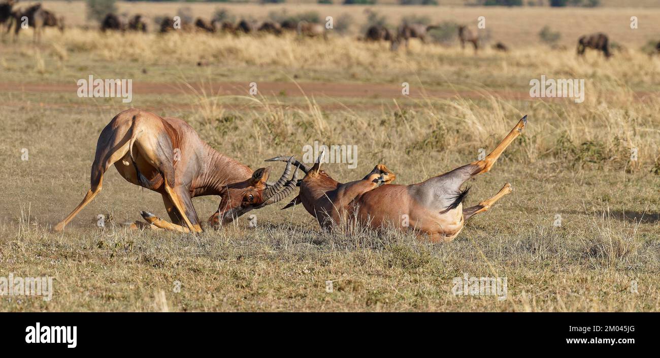 Lutte entre deux taureaux antilope de Topi lei, Réserve de gibier de Maasai Mara, Kenya, Afrique Banque D'Images