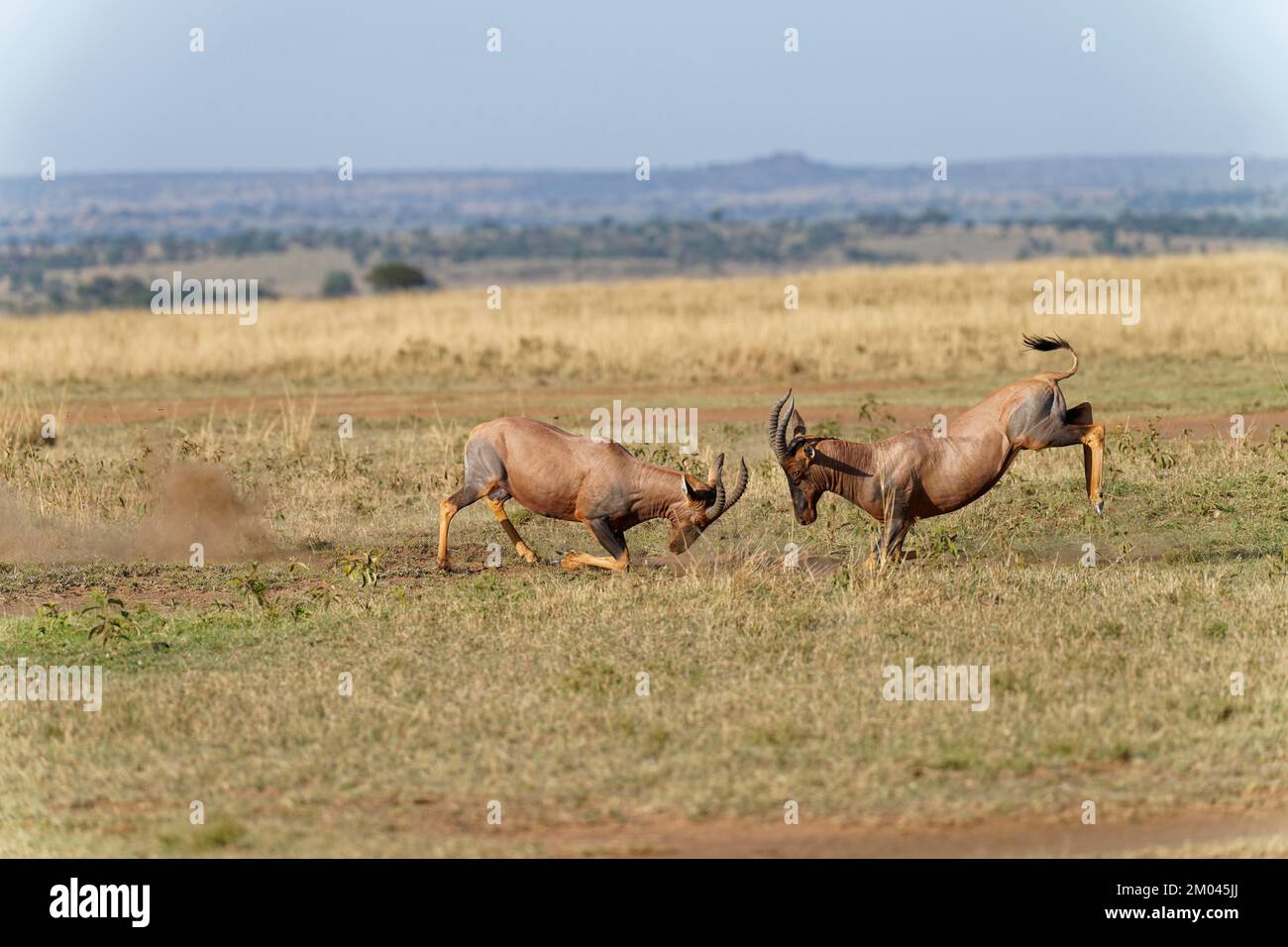Lutte entre deux taureaux antilope de Topi lei, Réserve de gibier de Maasai Mara, Kenya, Afrique Banque D'Images