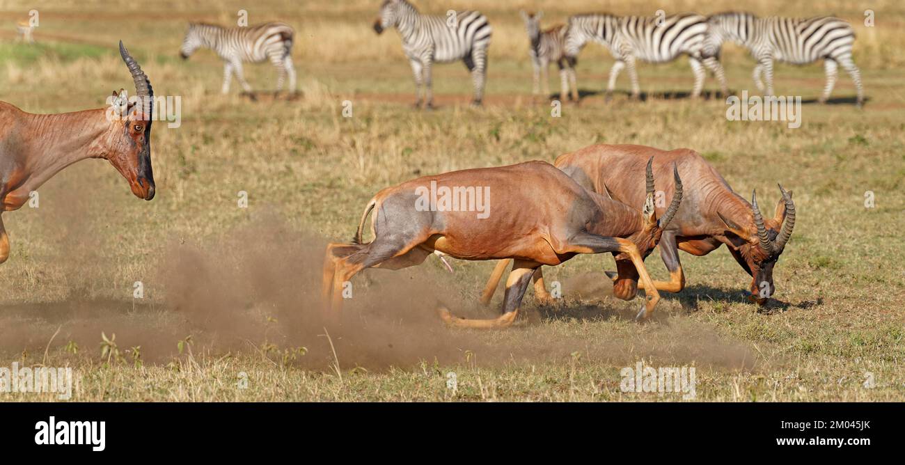Lutte entre deux taureaux antilope de Topi lei, Réserve de gibier de Maasai Mara, Kenya, Afrique Banque D'Images