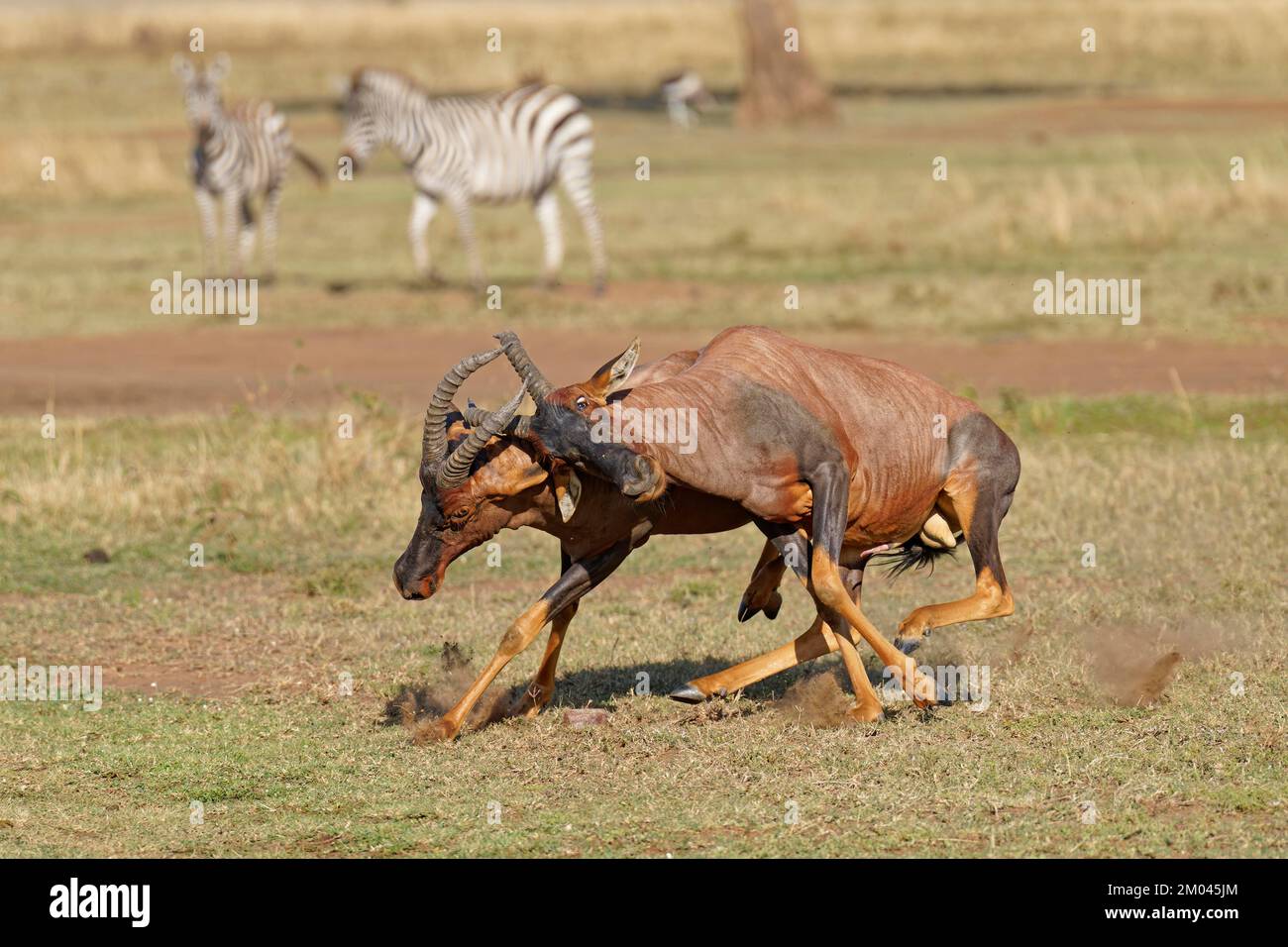 Lutte entre deux taureaux antilope de Topi lei, Réserve de gibier de Maasai Mara, Kenya, Afrique Banque D'Images