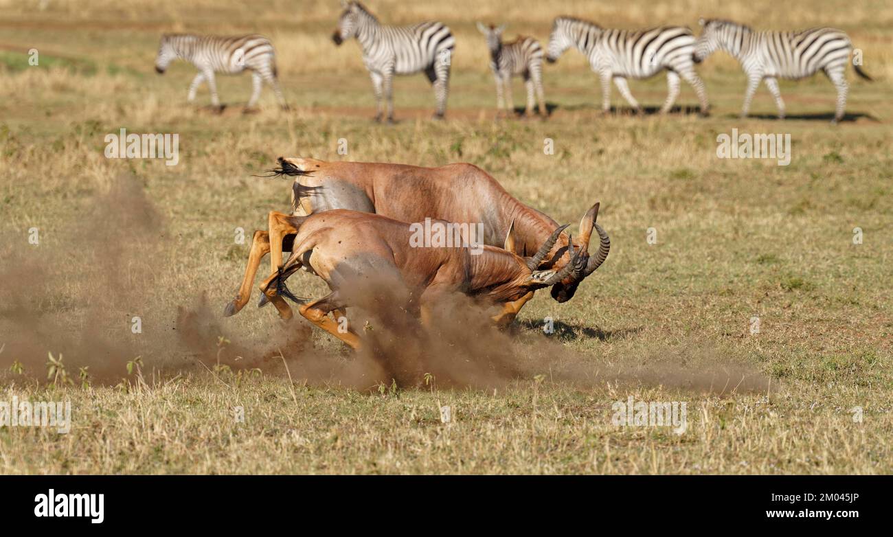 Lutte entre deux taureaux antilope de Topi lei, Réserve de gibier de Maasai Mara, Kenya, Afrique Banque D'Images