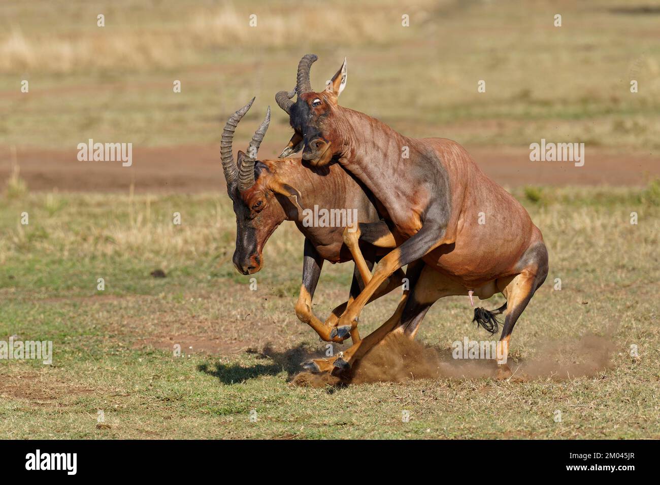 Lutte entre deux taureaux antilope de Topi lei, Réserve de gibier de Maasai Mara, Kenya, Afrique Banque D'Images