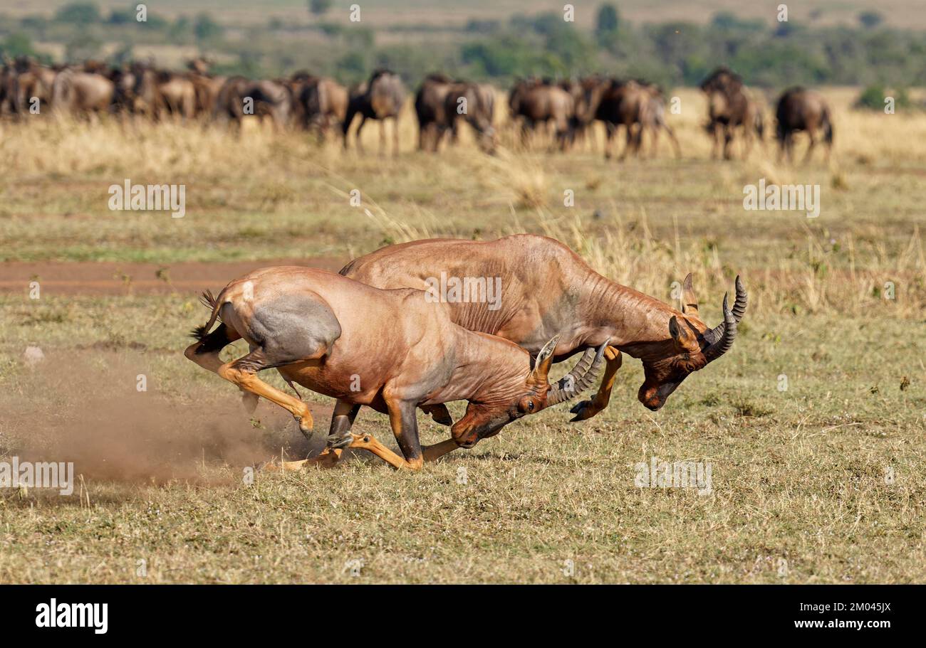 Lutte entre deux taureaux antilope de Topi lei, Réserve de gibier de Maasai Mara, Kenya, Afrique Banque D'Images