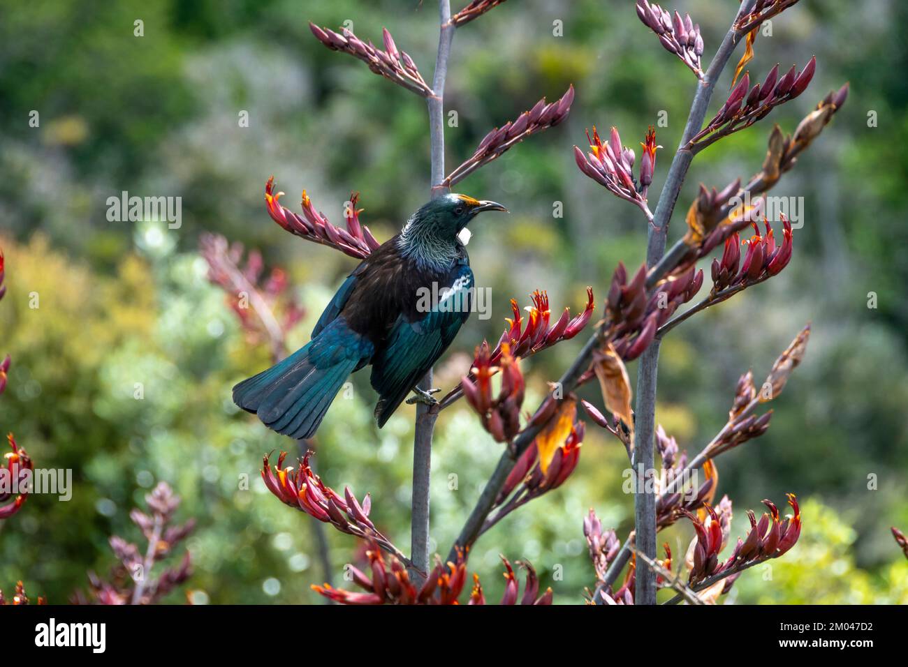 TUI se nourrissant de fleurs de lin, île Waiheke, Auckland, Île du Nord, Nouvelle-Zélande. Remarquez le nectar de couleur orange sur la tête des tui. Banque D'Images