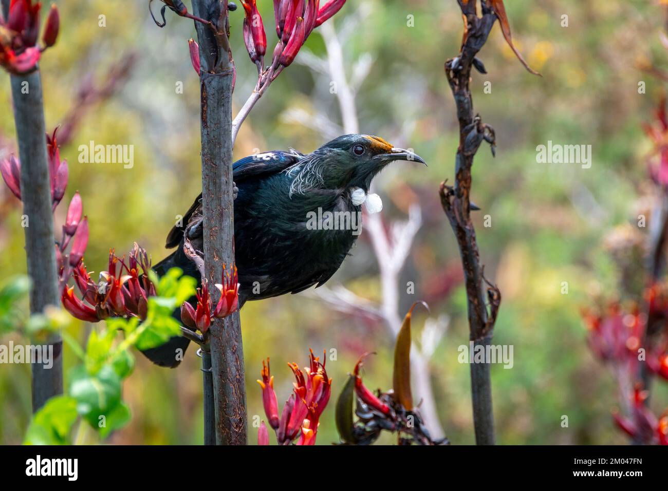 TUI se nourrissant de fleurs de lin, île Waiheke, Auckland, Île du Nord, Nouvelle-Zélande. Remarquez le nectar de couleur orange sur la tête des tui. Banque D'Images