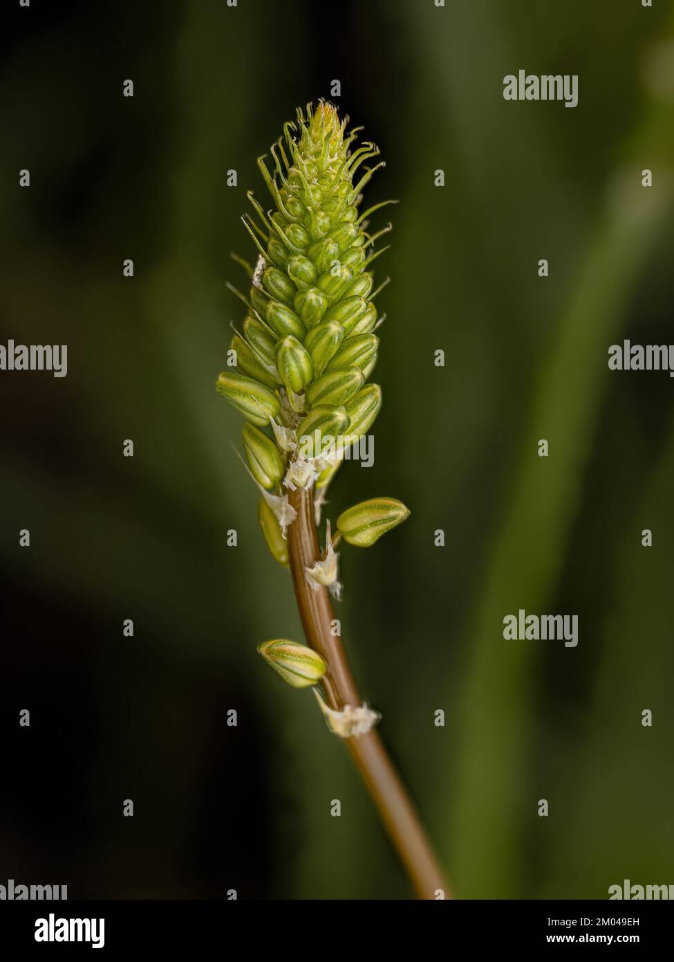 Petite plante sauvage de Kopieva de l'espèce Bulbine frutescens Banque D'Images