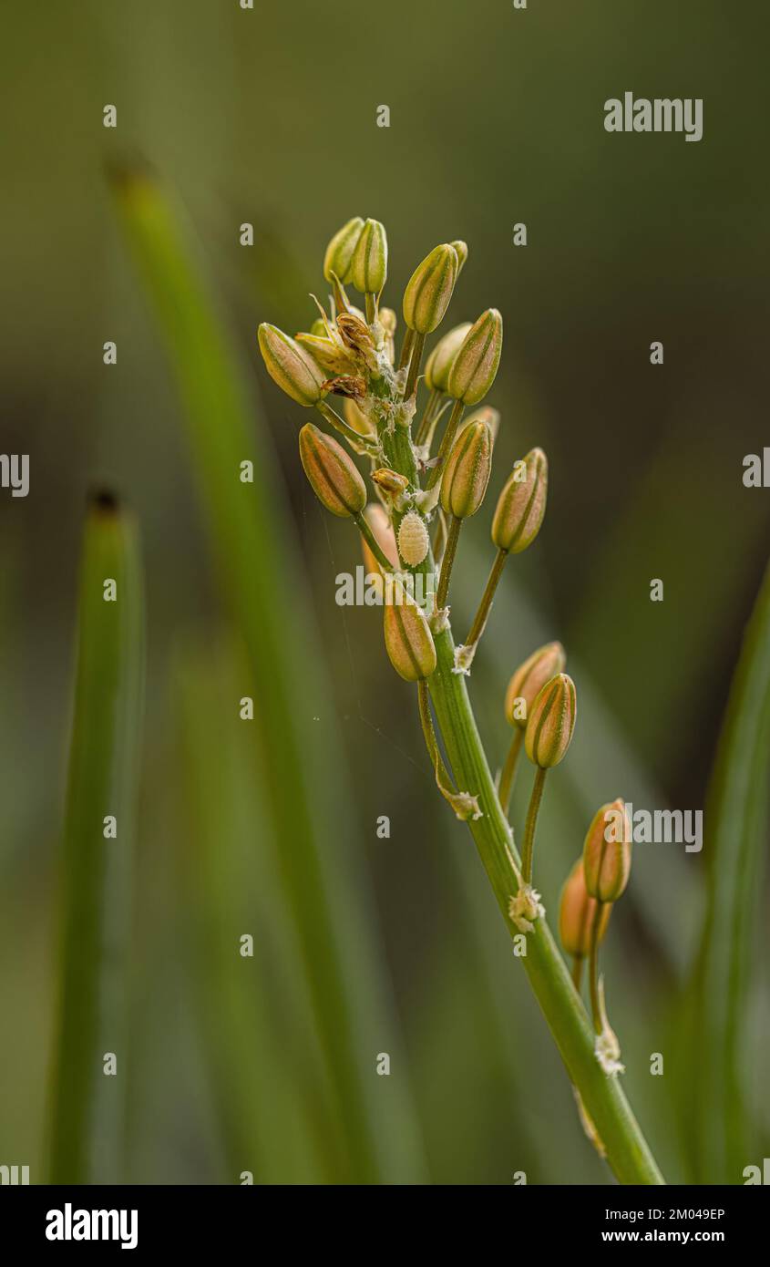 Petite plante sauvage de Kopieva de l'espèce Bulbine frutescens Banque D'Images