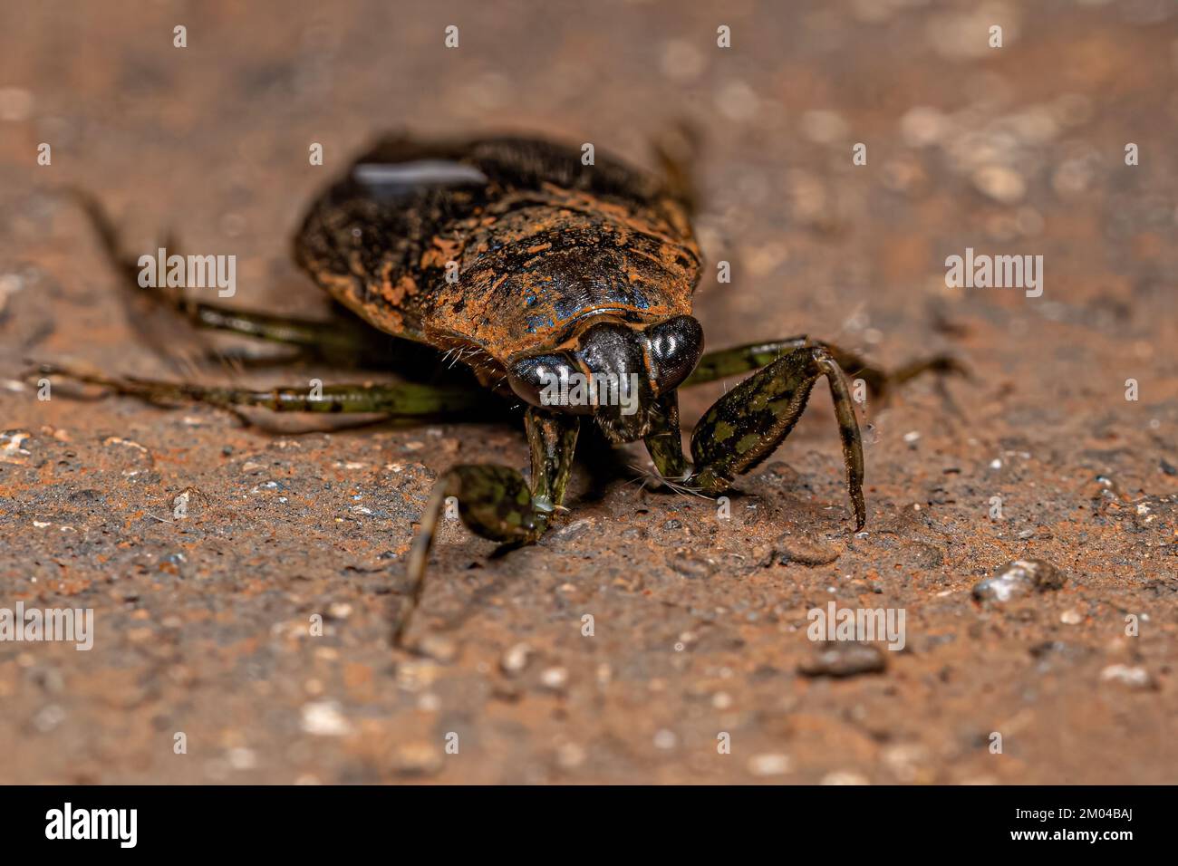Insecte géant adulte du genre Belostoma Banque D'Images