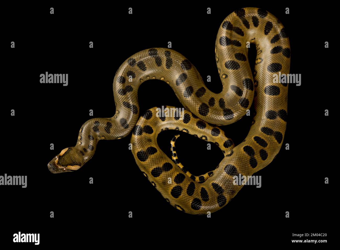 Vert Anaconda (Eunectes murinus) Banque D'Images