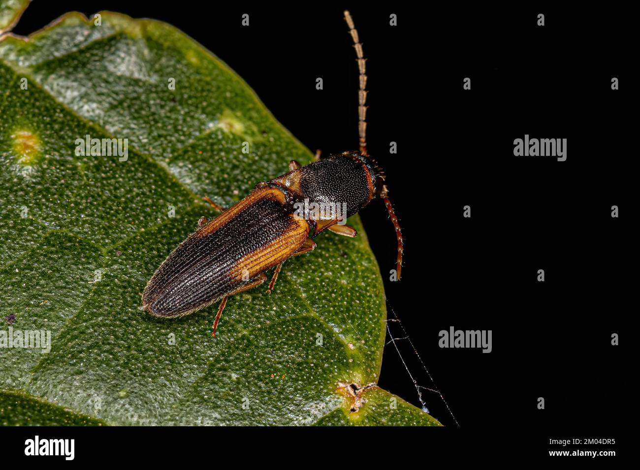 Adulte cliquez sur Bétle de la famille des Elateridae Banque D'Images