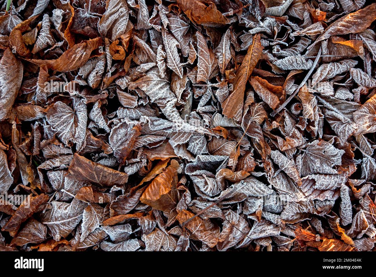 Gel sur les feuilles d'automne tombées. Banque D'Images