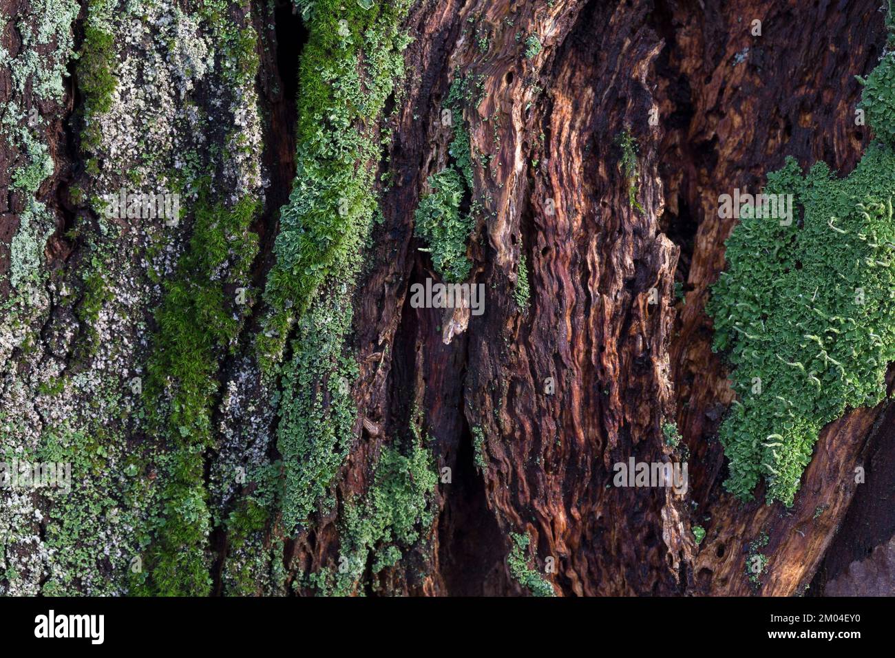 Vieux bois mort recouvert de lichen et de mousse - arrière-plans et textures naturels uniques. Bois, mousses, lichens, fonds et textures naturels. Banque D'Images