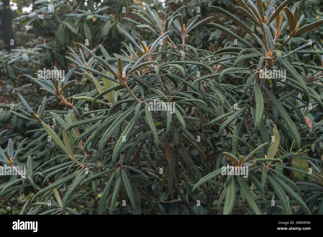 Vue rapprochée des branches du Rhododendron Makinoi tagg à l'automne Banque D'Images