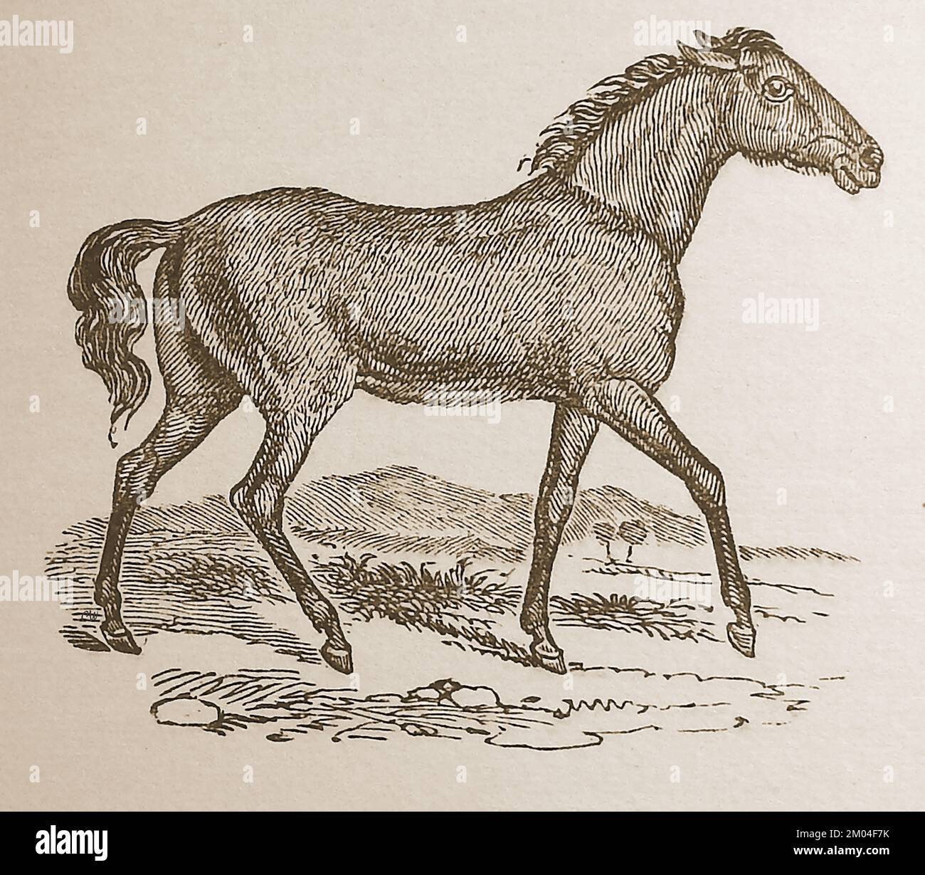 Une illustration de 19th siècle dun TARPAN maintenant éteint également  connu sous le nom de Tarpani ou Equus ferus ferus. Ce cheval sauvage a  autrefois librement fait voler la steppe russe du