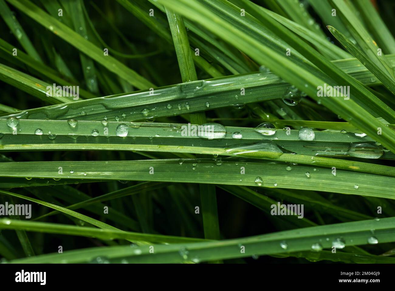 La photo macro montre les gouttes d'eau sur l'herbe. La photo peut être utilisée comme arrière-plan, texture, modèle, bannière, etc Horizontalement. Banque D'Images