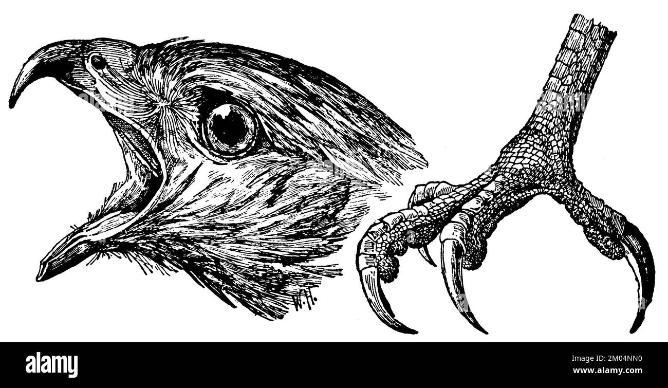 , Buteo buteo, W[alter] H[eubach] (livre de zoologie, 1928), Mäusebussard: Kopf und Fuß, Banque D'Images