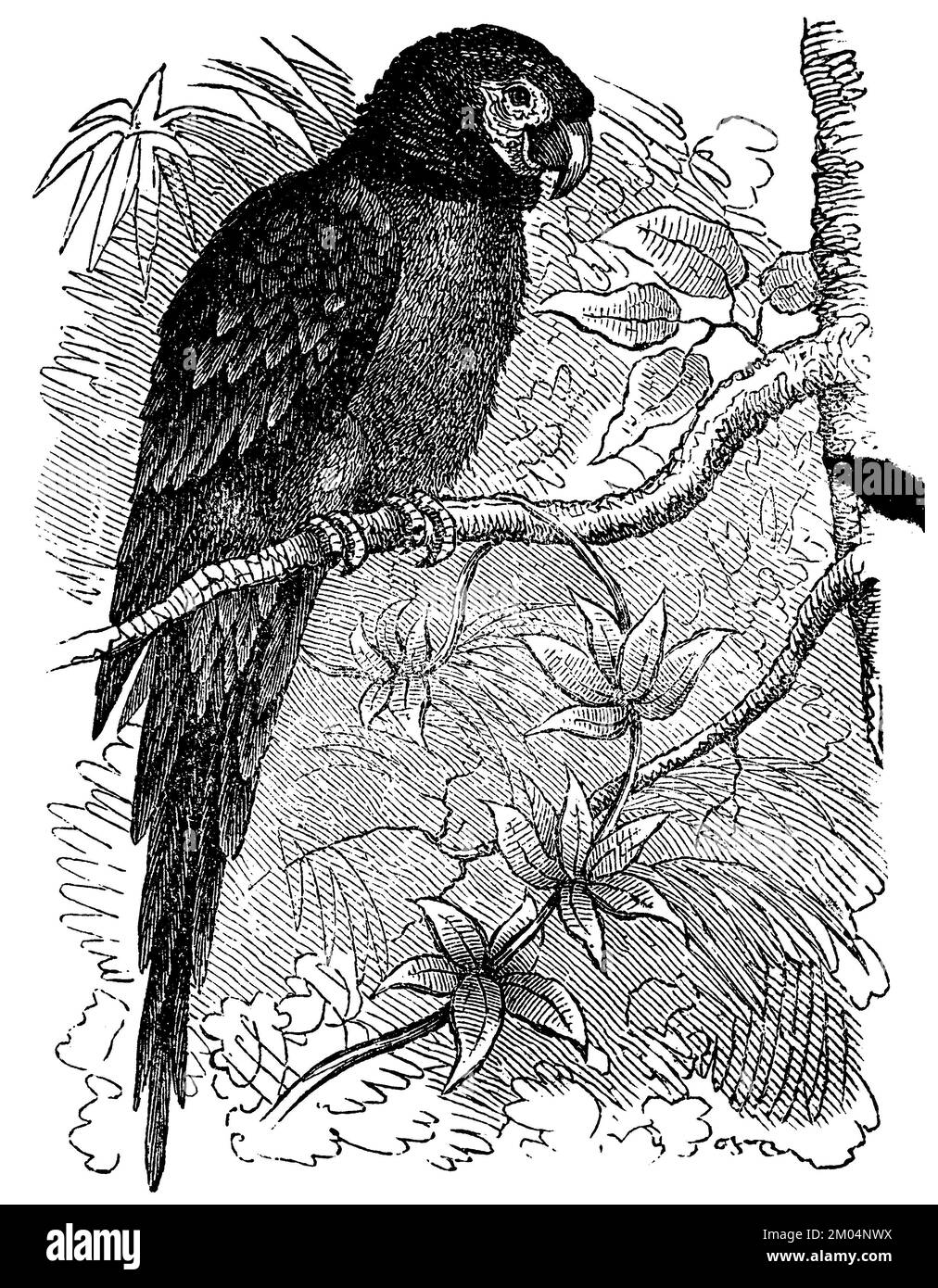 La macaw écarlate, Ara macao, anonym (livre de biologie, 1878), Roter Ara, ARA rouge Banque D'Images