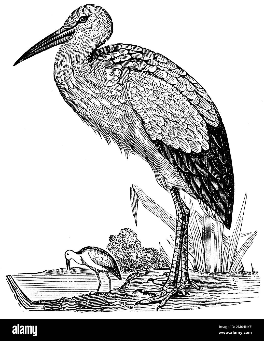 White Stork, Ciconia ciconia, anonym (livre de zoologie, 1877), Weißstorch, Cigogne blanche Banque D'Images