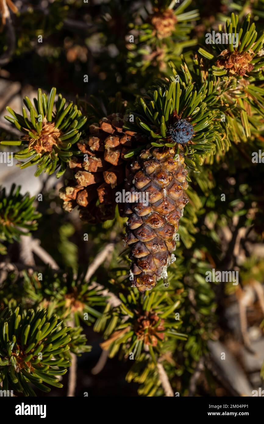 Aiguilles et cônes de PIN de Bristlecone, Pinus longaeva, dans la forêt ancienne de pins de Bristlecone, forêt nationale d'Inyo, Californie, États-Unis Banque D'Images