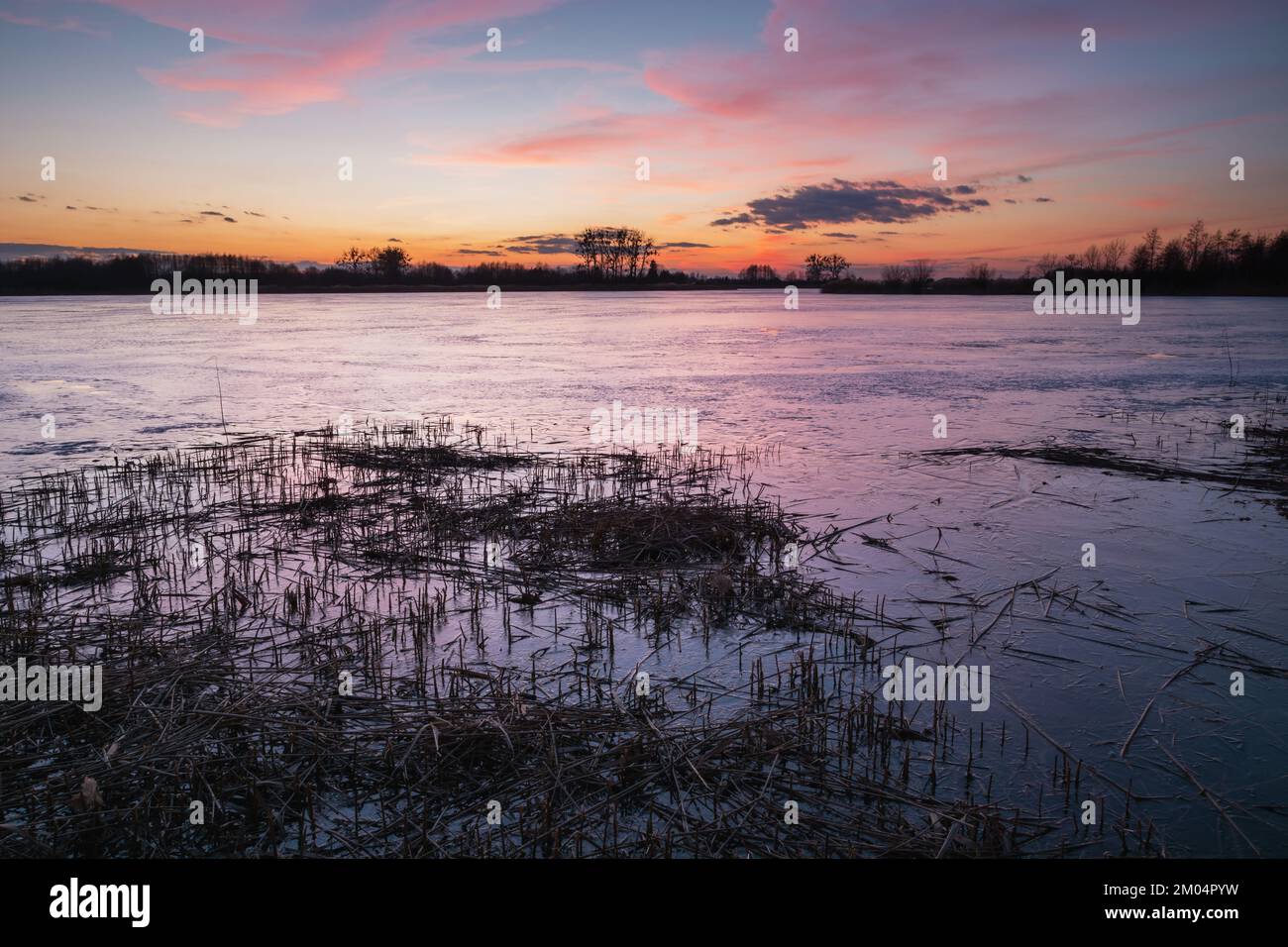 Herbe dans un lac gelé et un coucher de soleil coloré, vue en hiver Banque D'Images