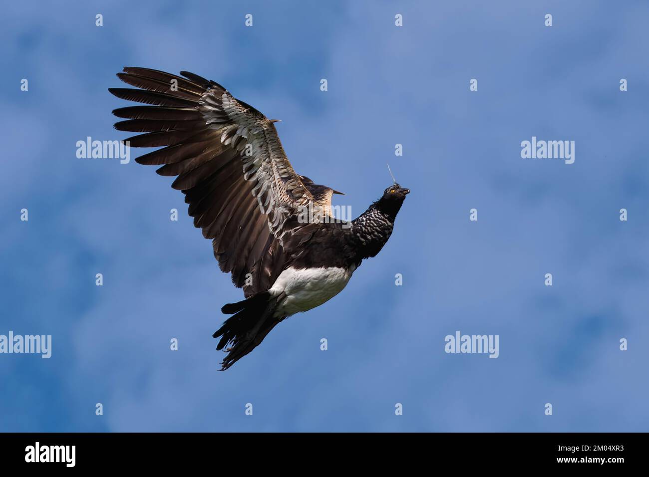 Flying Horned Screamer (Anhima cornuta), forêt nuageuse du parc national de Manu, Pérou Banque D'Images