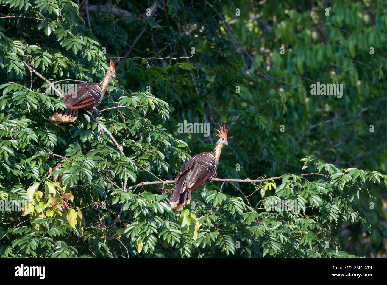 Couple de Hoatzin ou de Croot andin (Opisthocomus hoazin), forêt nuageuse du parc national de Manu, Pérou Banque D'Images