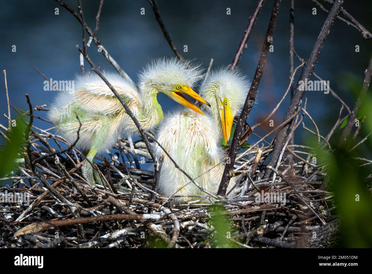 Grand aigreet (Ardea alba) poussins sur le nid dans la rookery à Wakodahatchee Wetlands, Floride, Etats-Unis. Banque D'Images