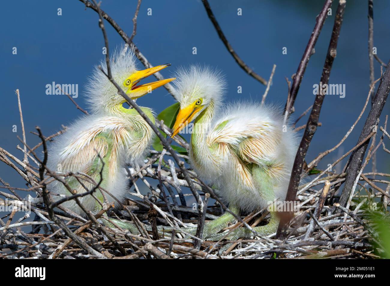 Grand aigreet (Ardea alba) poussins sur le nid dans la rookery à Wakodahatchee Wetlands, Floride, Etats-Unis. Banque D'Images