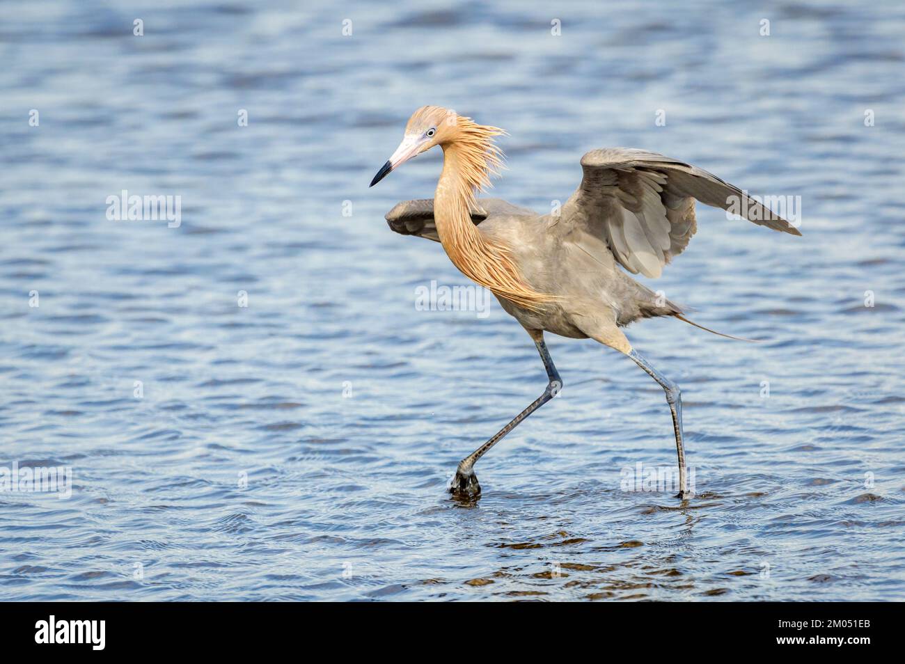 Egret rougeâtre (Egretta rufescens) chasse en eau peu profonde, Merritt Island, Floride, États-Unis. Banque D'Images