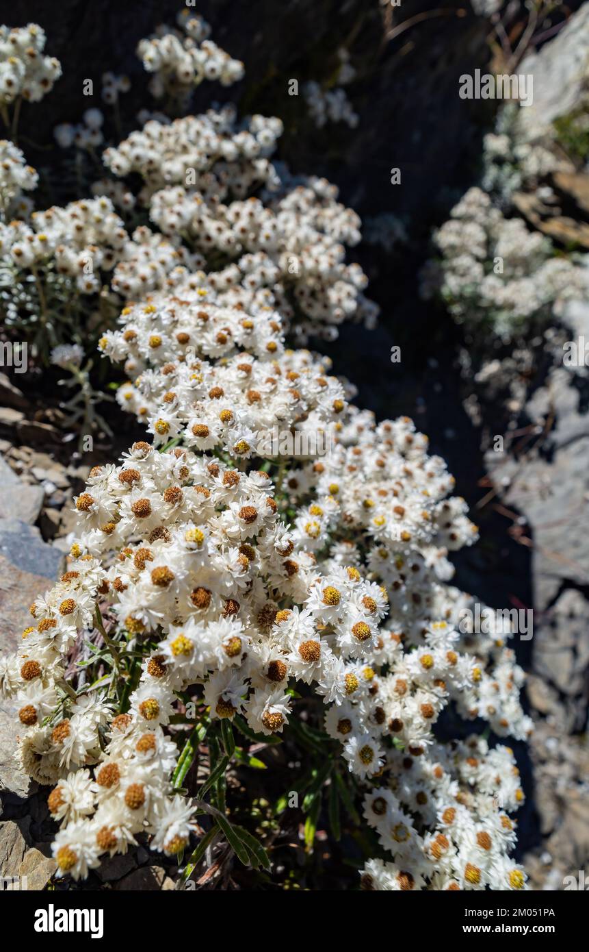 Anaphalis margaritacea fleurs dans la montagne Hehuanshan à Taiwan Banque D'Images