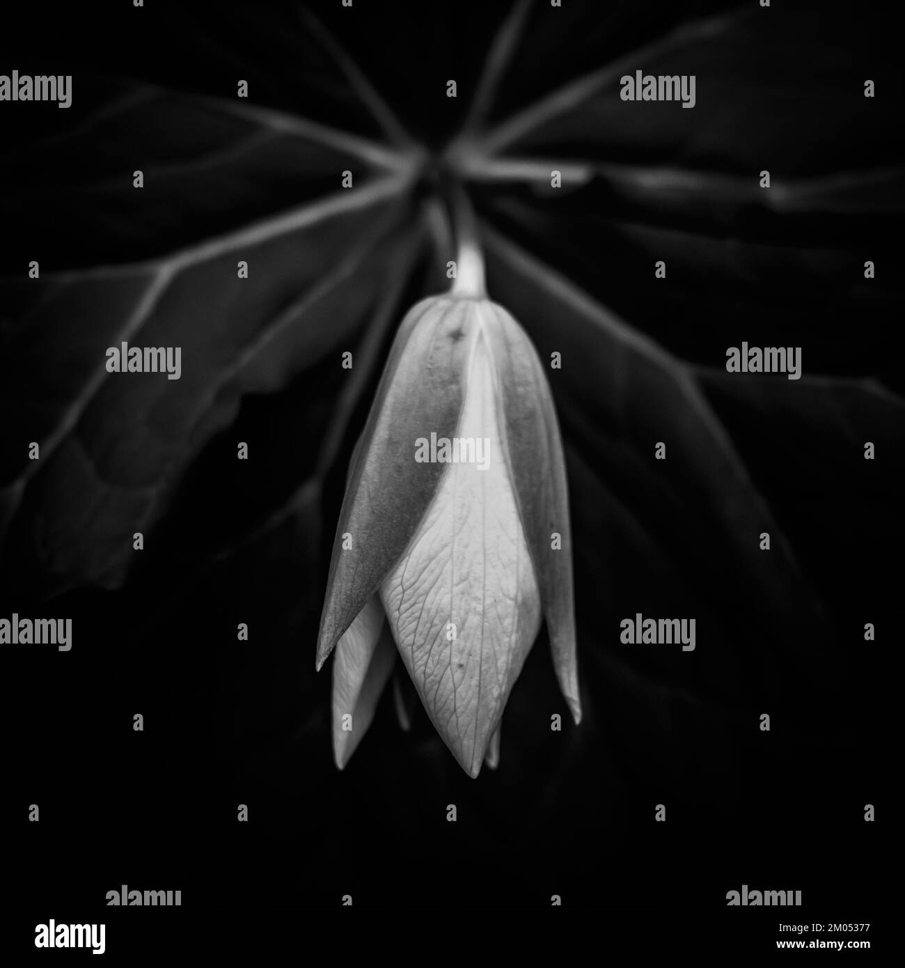 Texture noir et blanc du Trillium Bloom et des feuilles au printemps Banque D'Images