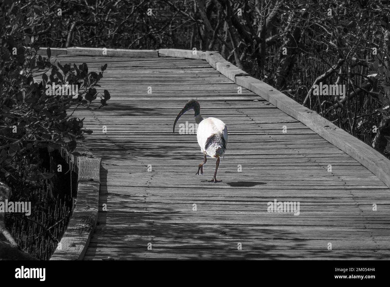 Ibis blanc australien en Australie Banque D'Images