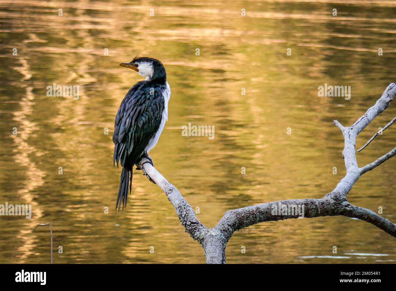 Un petit pied Cormorant, un petit Shag ou un Kawaupaka perché sur une branche au bord d'un lac en Australie Banque D'Images